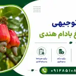 طرح احداث باغ بادام هندی