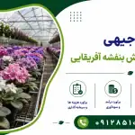 طرح احداث گلخانه پرورش بنفشه آفریقایی
