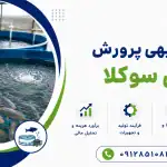طرح پرورش ماهی سوکلا
