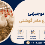 طرح پرورش مرغ مادر گوشتی