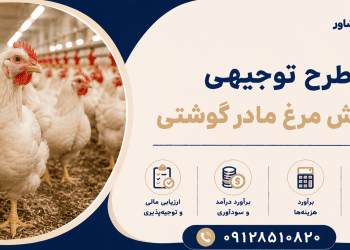 طرح پرورش مرغ مادر گوشتی