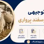 طرح پرورش گوسفند پرواری