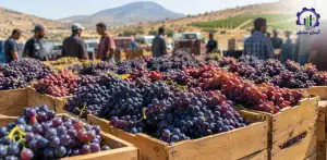 بررسی بازار داخلی و خارجی انگور دیم