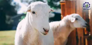 بررسی بازار داخلی و خارجی بره پرواری
