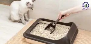 بررسی بازار داخلی و خارجی خاک گربه