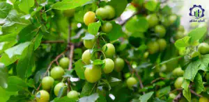 بررسی بازار داخلی و خارجی گوجه سبز