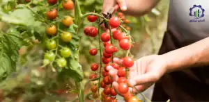بررسی بازار داخلی و خارجی گوجه گیلاسی