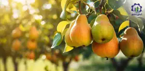 بررسی بازار داخلی و خارجی