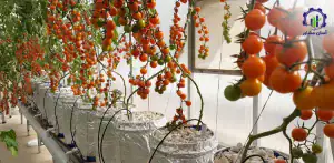 بررسی تجهیزات و تأسیسات احداث گلخانه گوجه گیلاسی