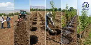 مراحل احداث باغ گوجه سبز در زمین کشاورزی راهنمای جامع برای باغداران