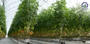 مراحل کشت گوجه گیلاسی در گلخانه راهنمای جامع برای کشاورزان