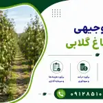 طرح احداث باغ گلابی