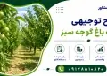 طرح احداث باغ گوجه سبز