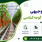 طرح احداث گلخانه گوجه گیلاسی