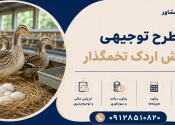 طرح پرورش اردک تخمگذار