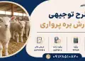 طرح پرورش بره پرواری