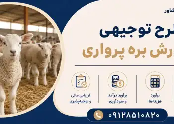 طرح پرورش بره پرواری