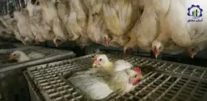بررسی بازار داخلی و خارجی کشتارگاه مرغ